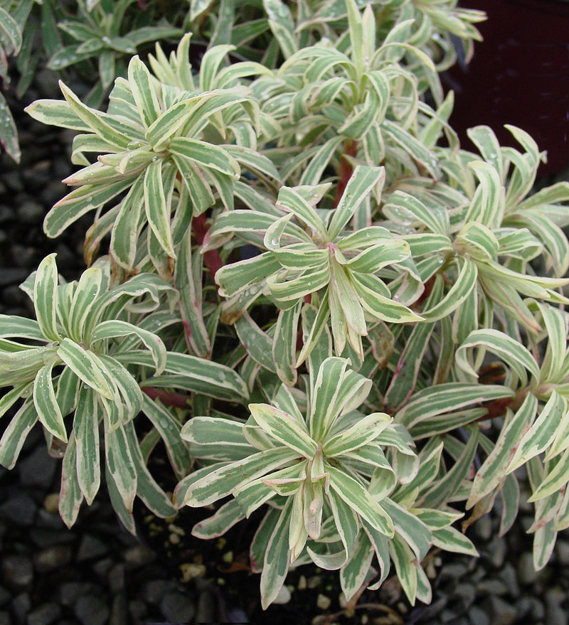 Euphorbia Silver Swan - 1 Gallon