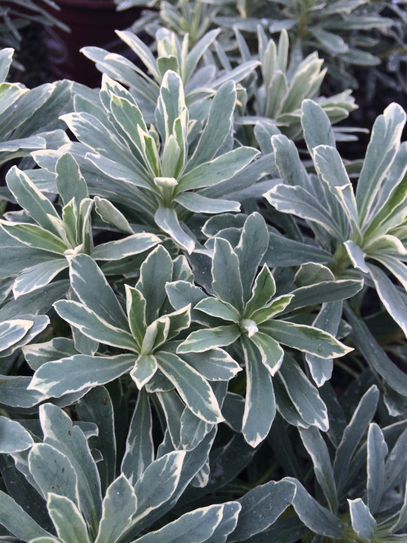 Euphorbia Silver Swan - 1 Gallon