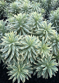 Euphorbia Silver Swan - 1 Gallon