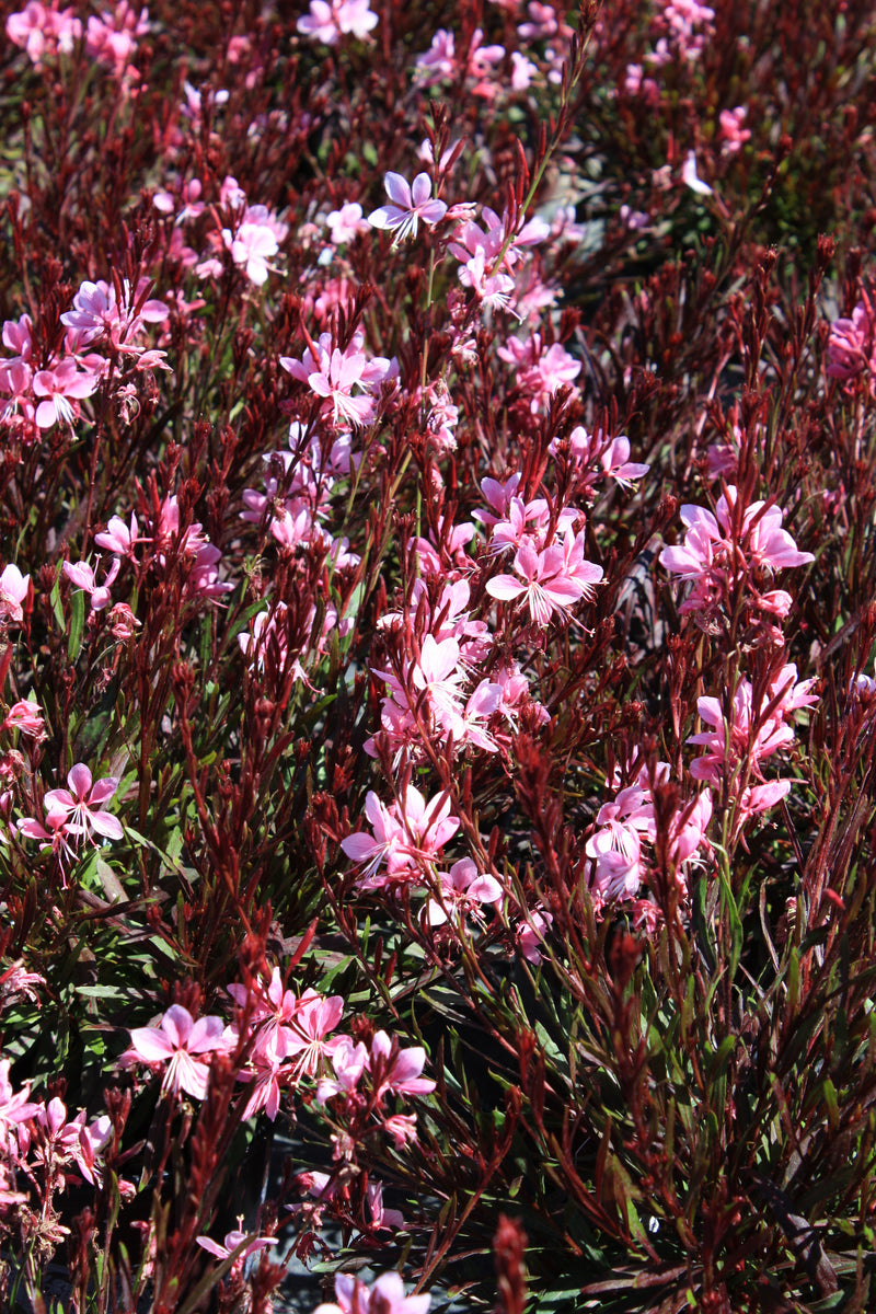 Gaura Passionate Blush - 1 Gallon