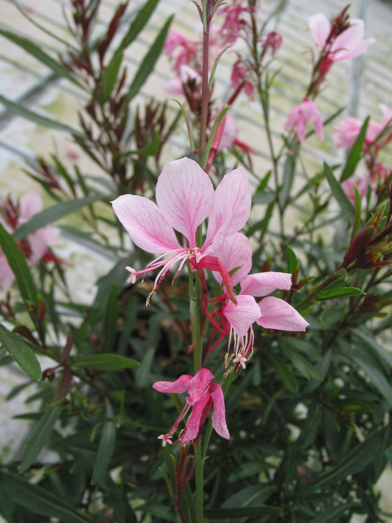 Gaura Passionate Blush - 1 Gallon