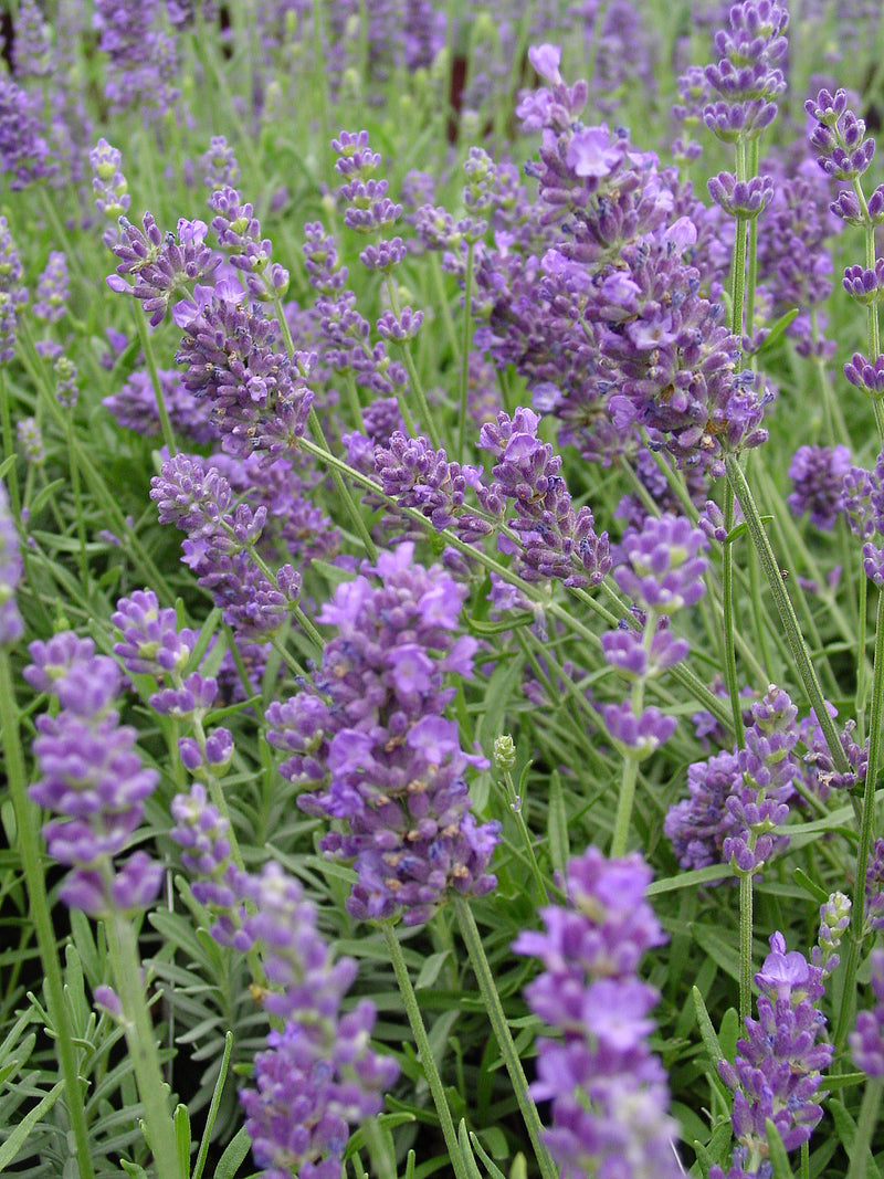 Lavender Lavance - 3.5"