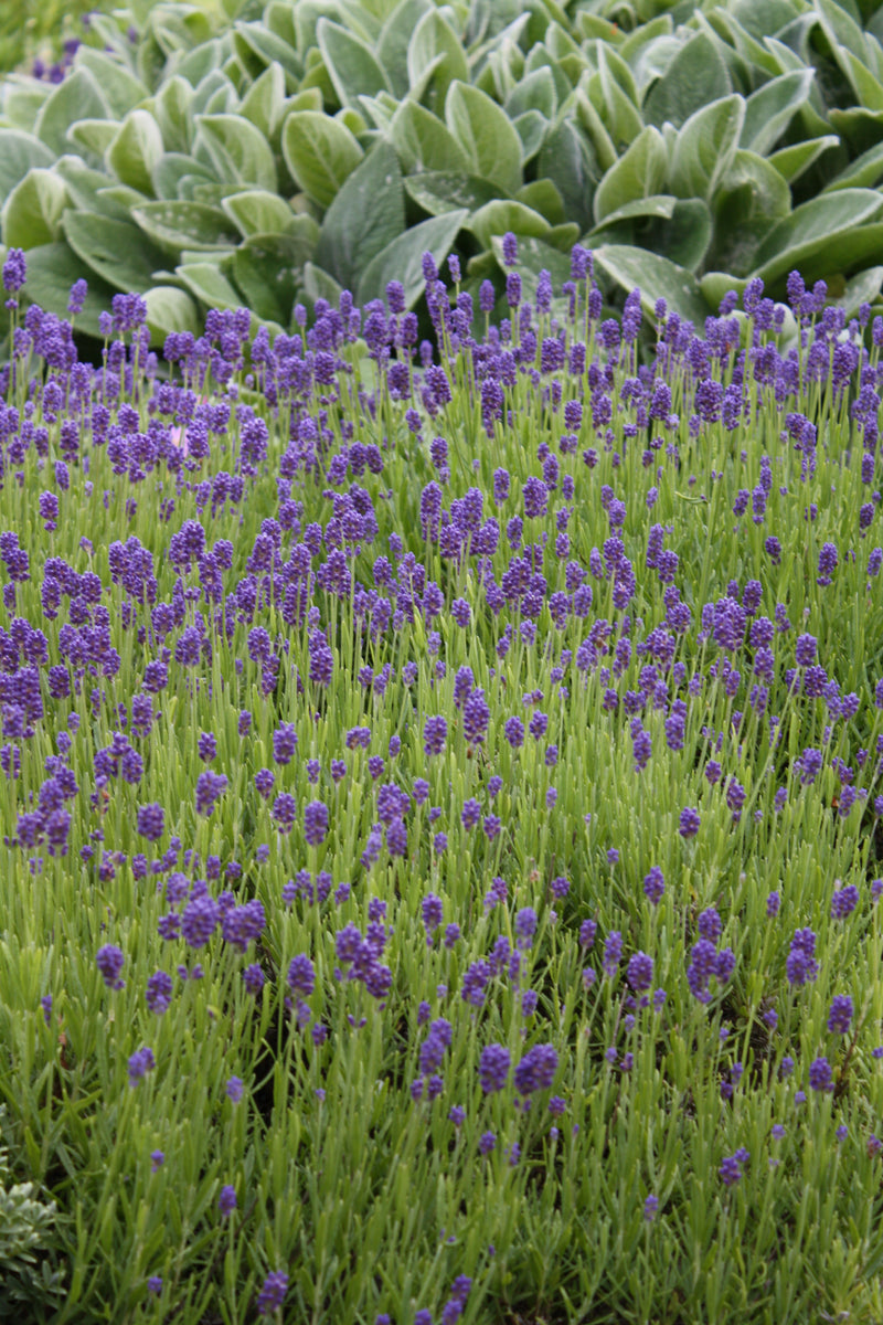 Lavender Lavance - 3.5"