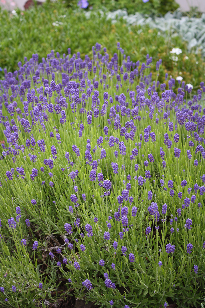 Lavender Lavance - 3.5"