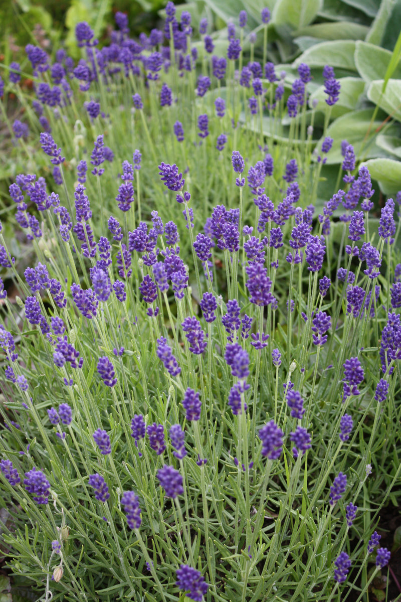 Lavender Lavance - 3.5"