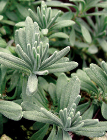 Lavender Lavance - 1 Gallon