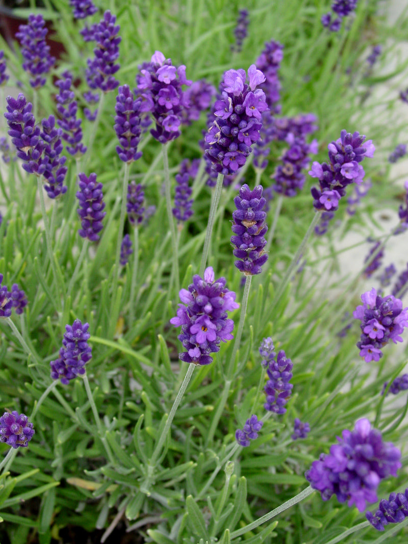 Lavender Hidcote Giant - 1 Gallon
