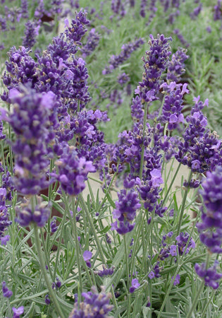 Lavender Hidcote Giant - 1 Gallon