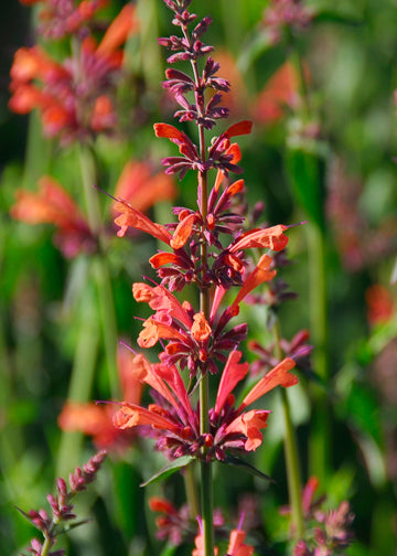 Agastache Sunrise Acapulco Orange - 1 Gallon
