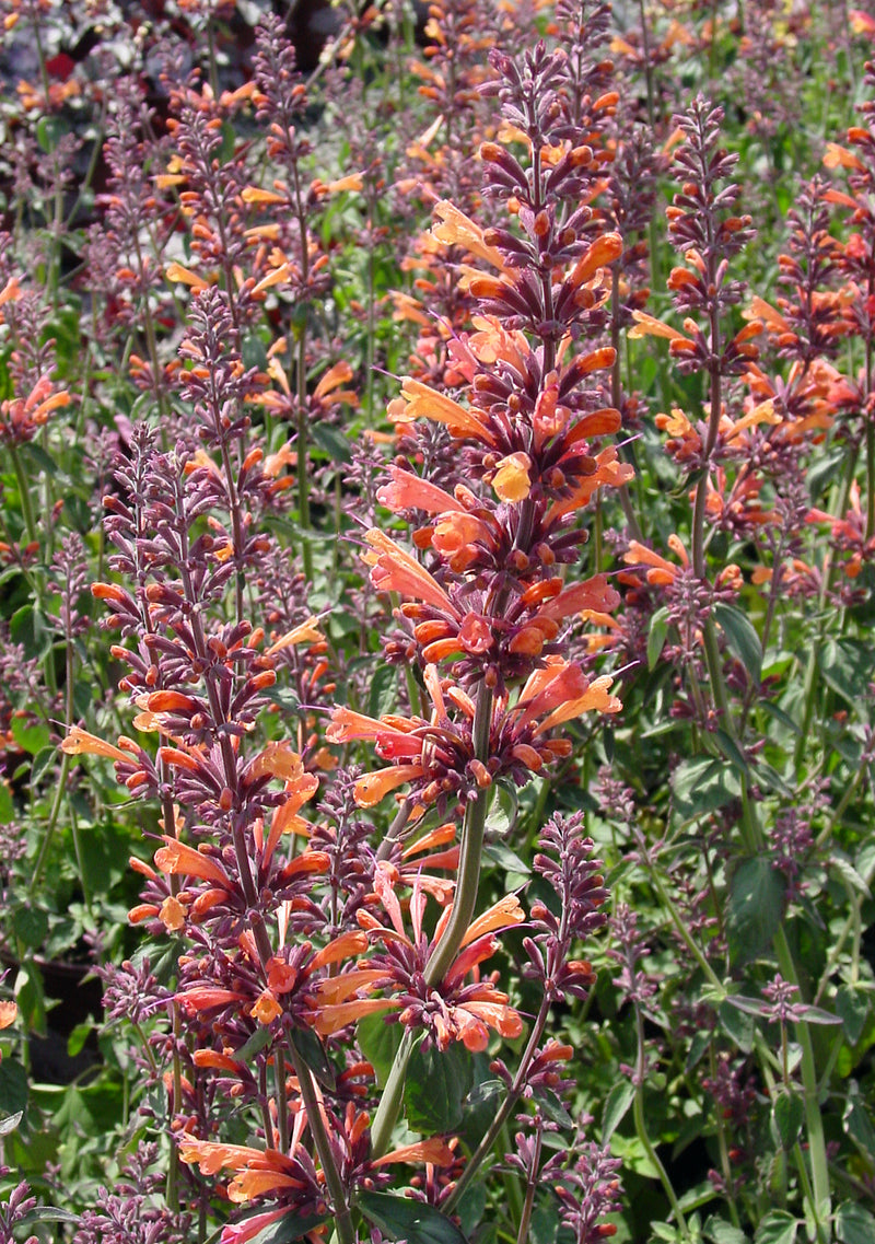Agastache Sunrise Acapulco Orange - 1 Gallon