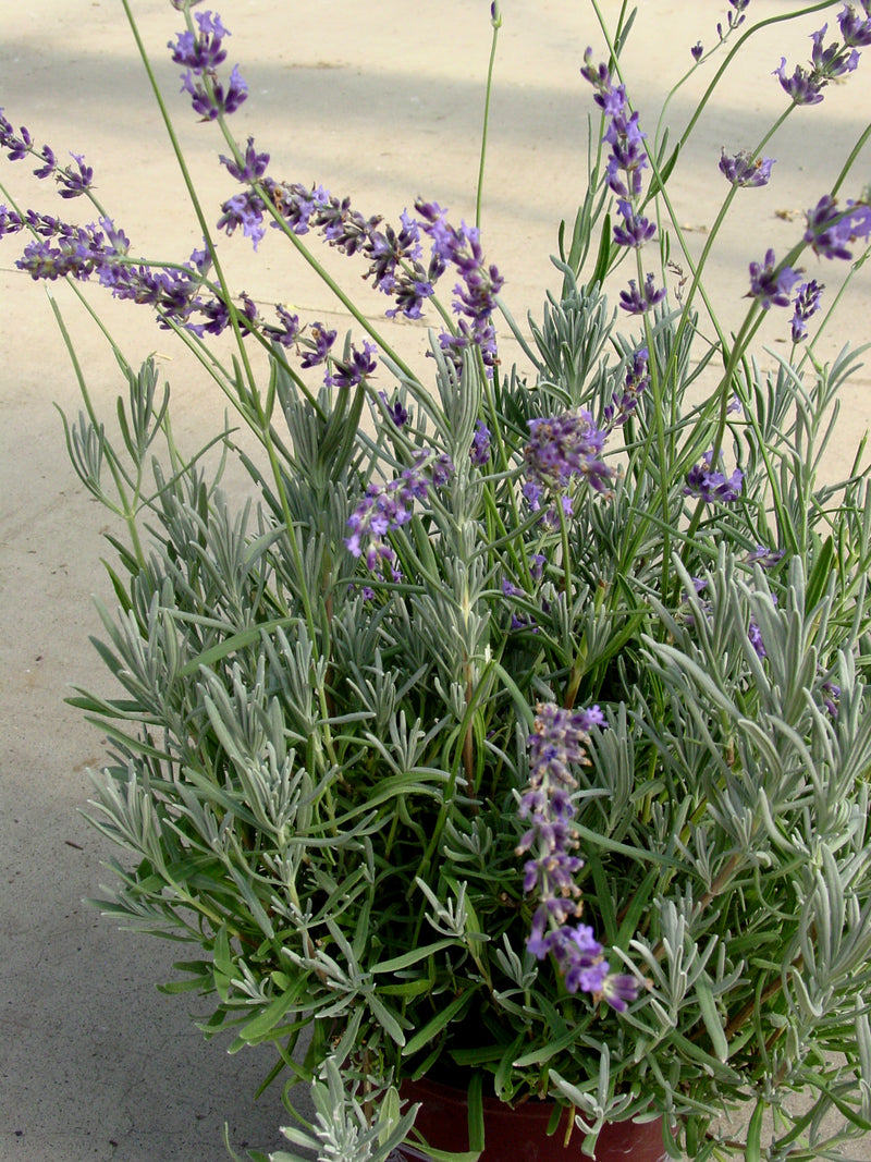 Lavender Gros Bleu - 1 Gallon