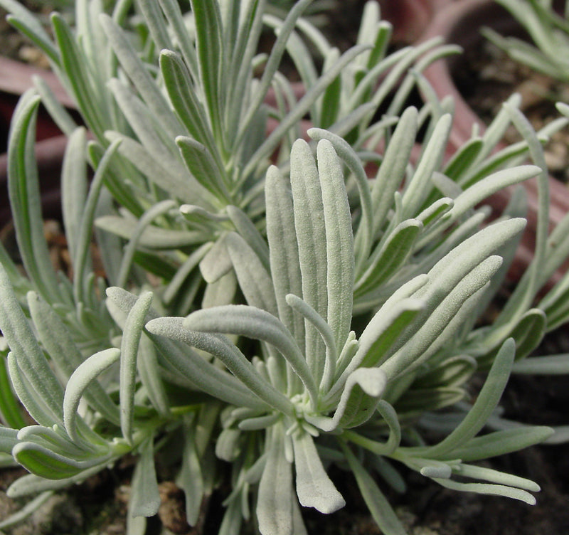 Lavender Gros Bleu - 1 Gallon
