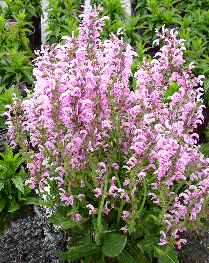 Salvia Eveline - 1 Gallon