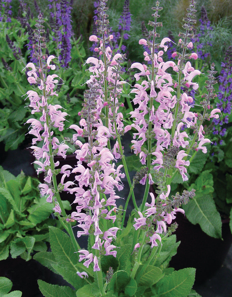 Salvia Eveline - 1 Gallon