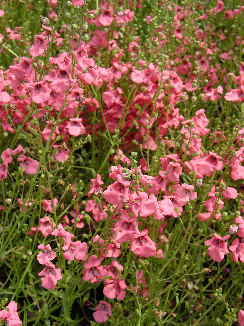 Diascia Coral Canyon - 3.5"