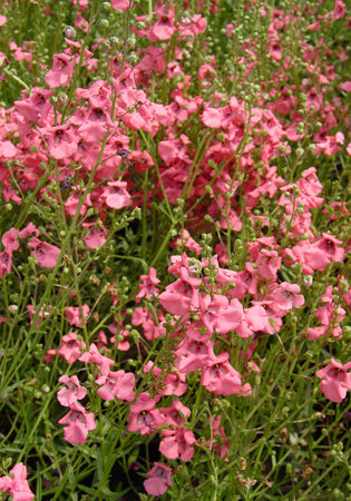Diascia Coral Canyon - 3.5"