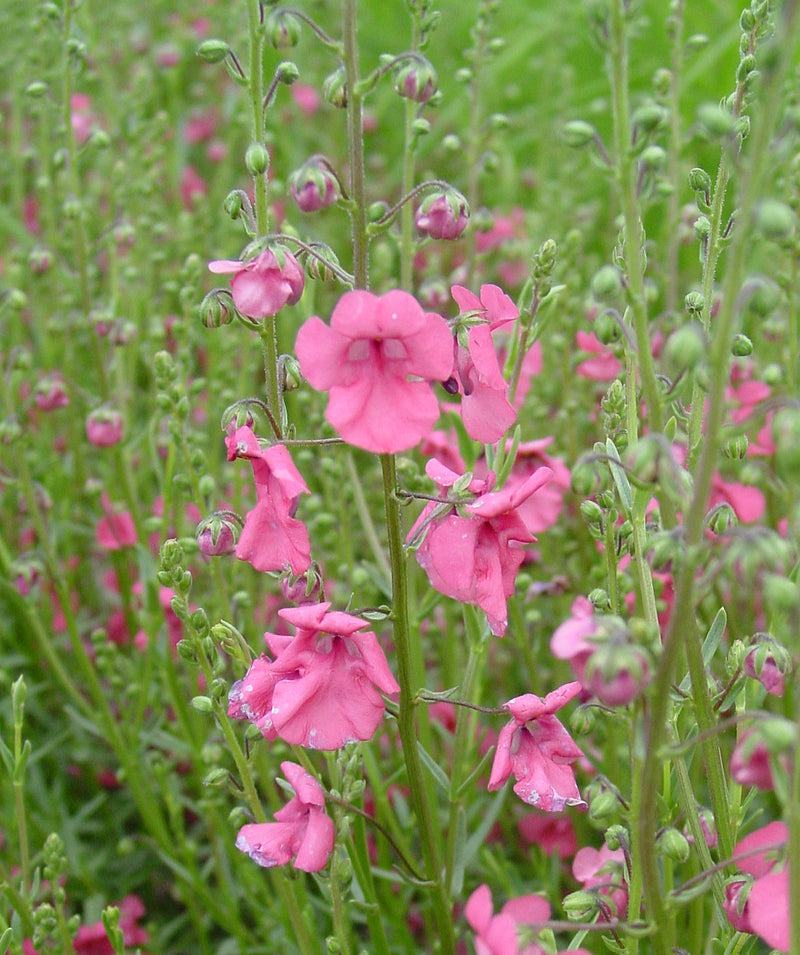 Diascia Coral Canyon - 3.5"