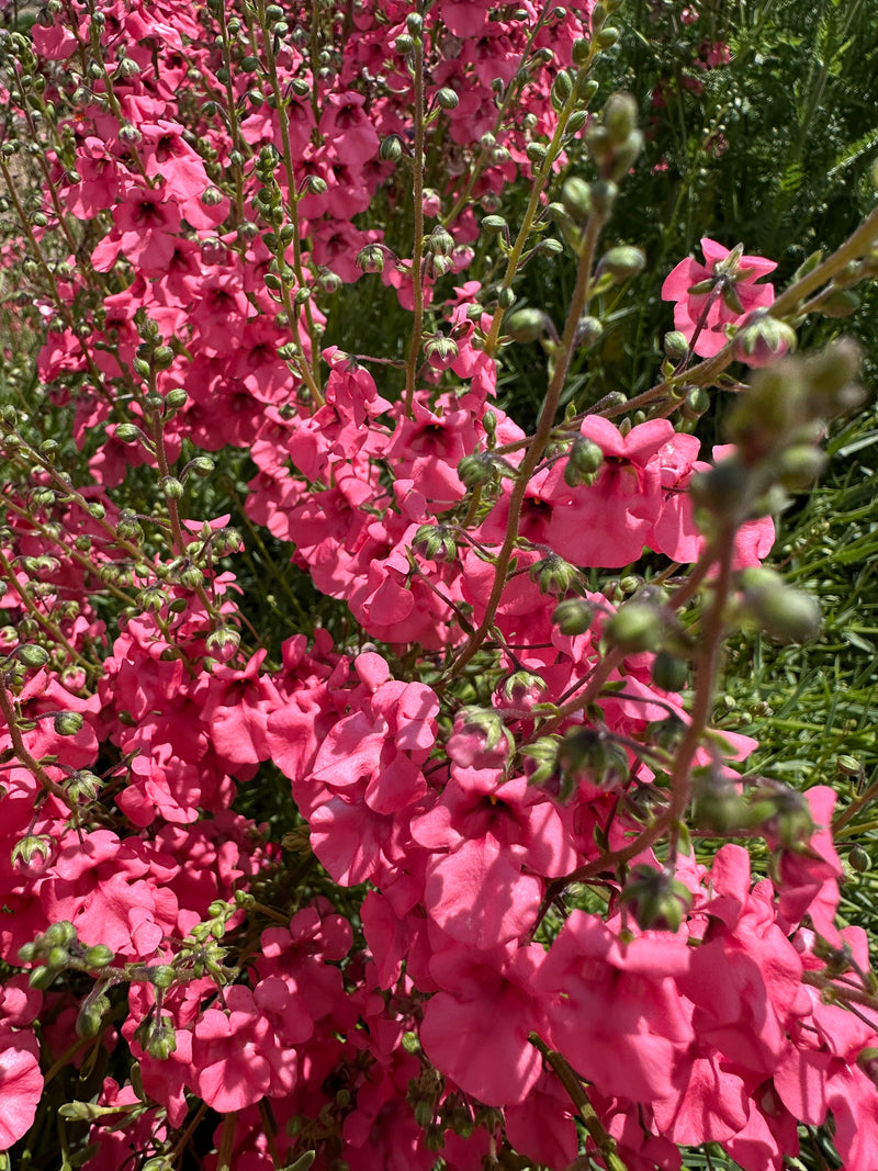 Diascia Coral Canyon - 3.5"