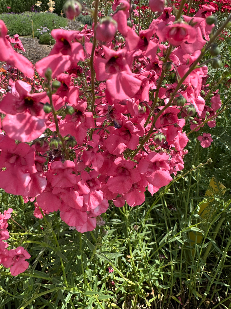 Diascia Coral Canyon - 3.5"