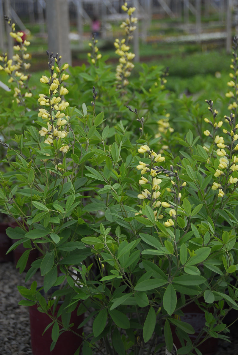 Baptisia Carolina Moonlight - 1 Gallon