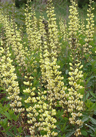 Baptisia Carolina Moonlight - 1 Gallon