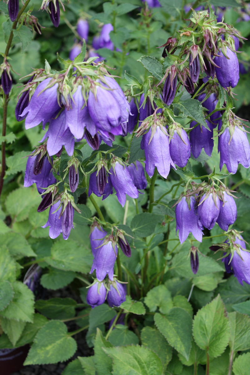 Campanula pu. x ta. Sarastro