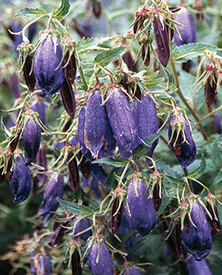 Campanula pu. x ta. Sarastro