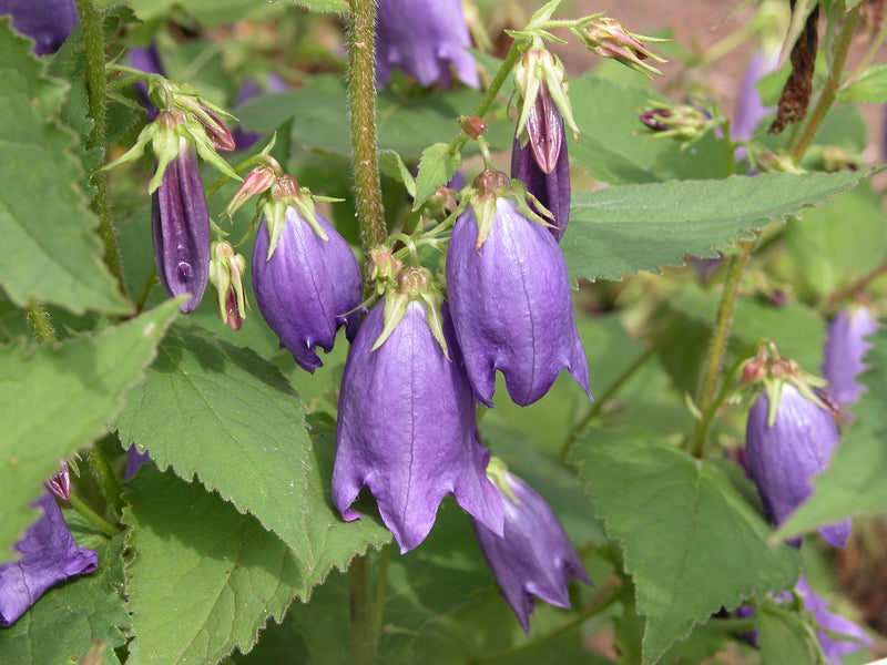 Campanula pu. x ta. Sarastro