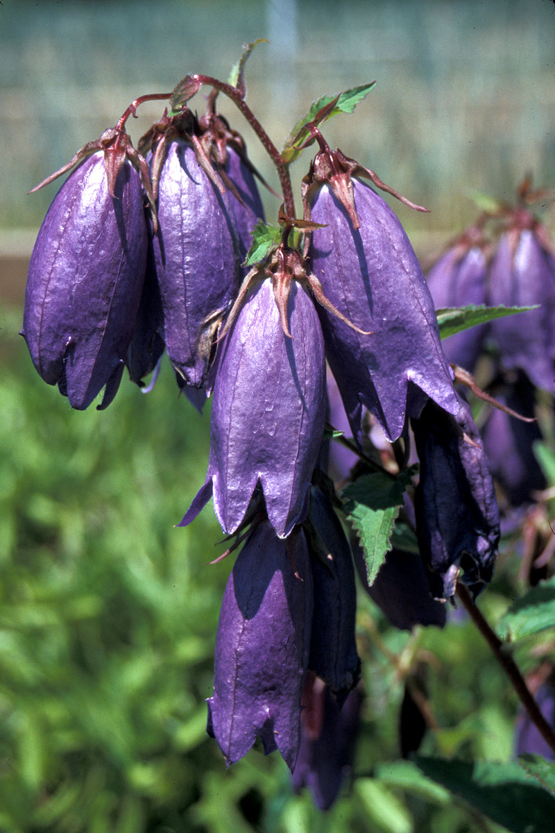 Campanula pu. x ta. Sarastro