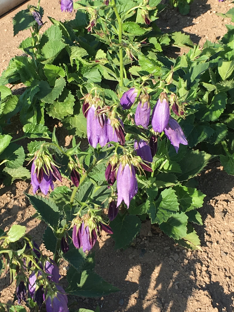 Campanula pu. x ta. Sarastro