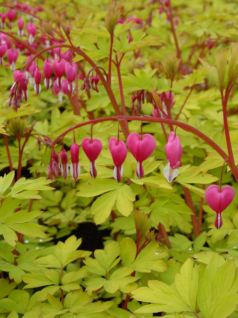 Dicentra Gold Heart - 1 Gallon