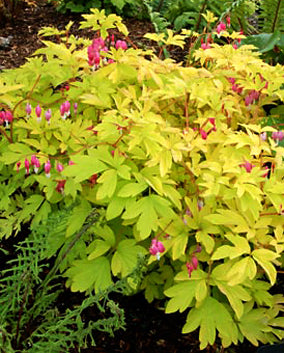 Dicentra Gold Heart - 1 Gallon