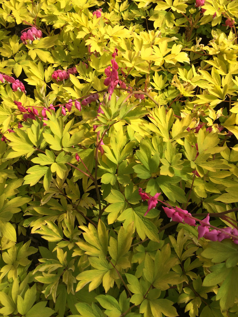 Dicentra Gold Heart - 1 Gallon