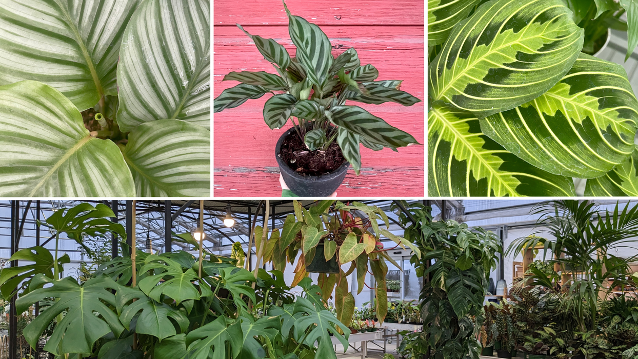 CLASS: Thrive Inside - A Houseplant Care Masterclass