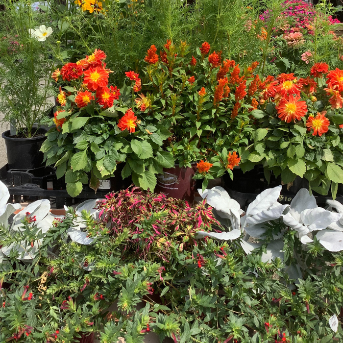 CLASS Autumn Arrangements: Designing Your Fall Containers