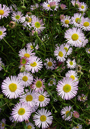 Erigeron moerheimii - 3.5"