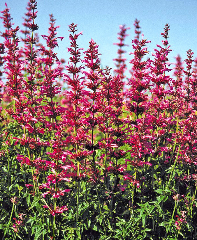 Agastache mexicana Sangria - 1 Gallon