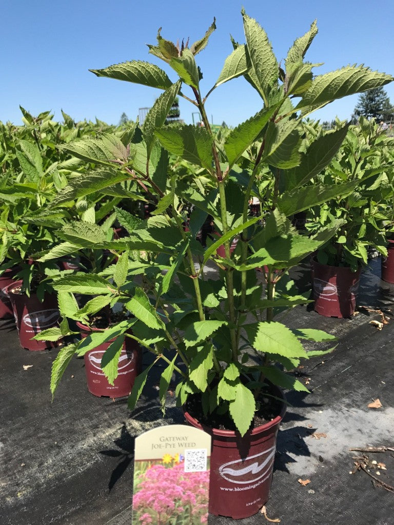 Eupatorium Gateway - 1 Gallon
