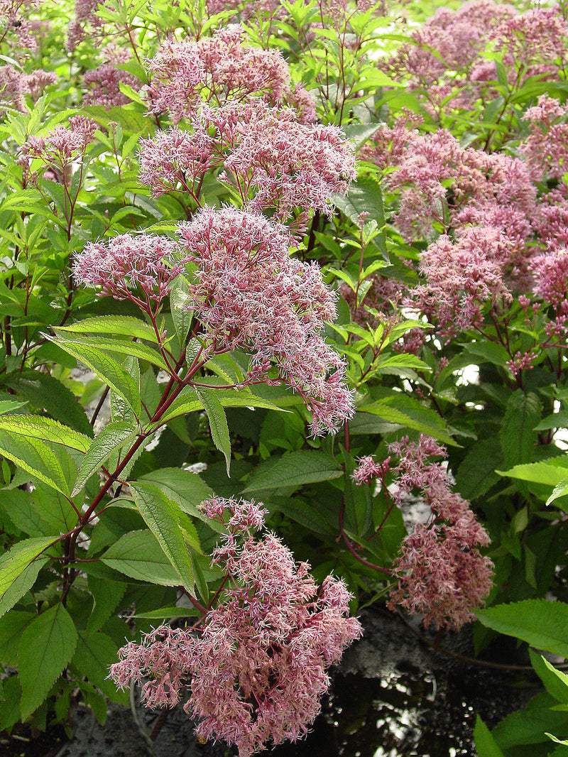 Eupatorium Gateway - 1 Gallon