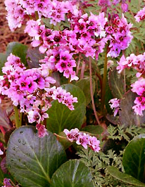 Bergenia Pink Dragonfly - Quart
