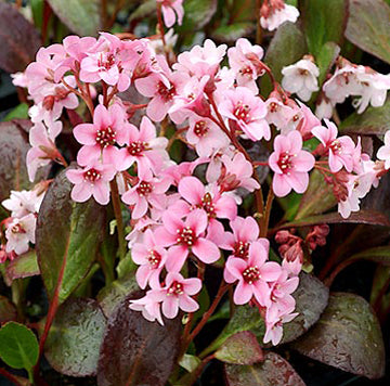 Bergenia Pink Dragonfly - Quart