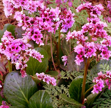 Bergenia Pink Dragonfly - Quart