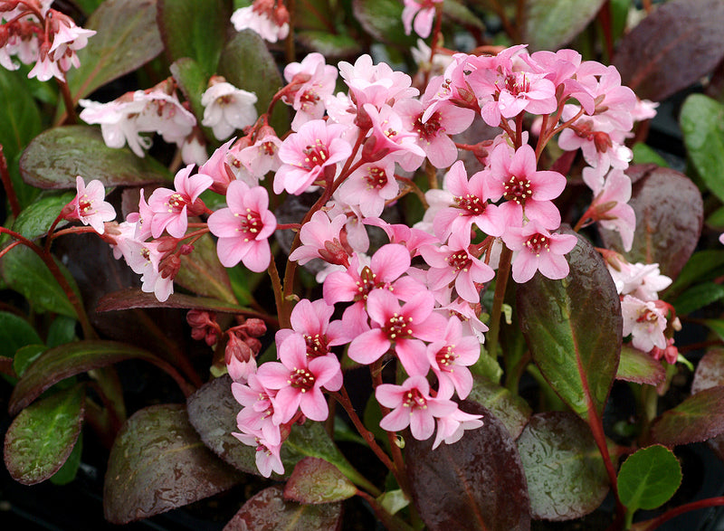 Bergenia Pink Dragonfly - Quart