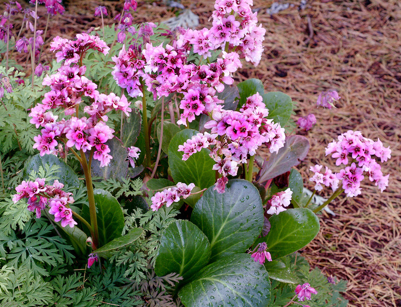Bergenia Pink Dragonfly - Quart