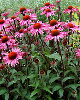 Echinacea Merlot - 1 Gallon