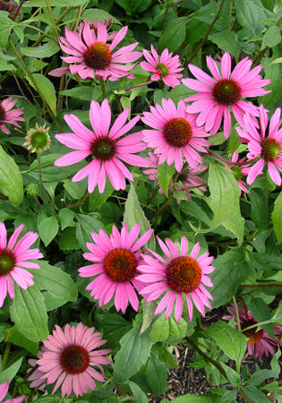 Echinacea Merlot - 1 Gallon
