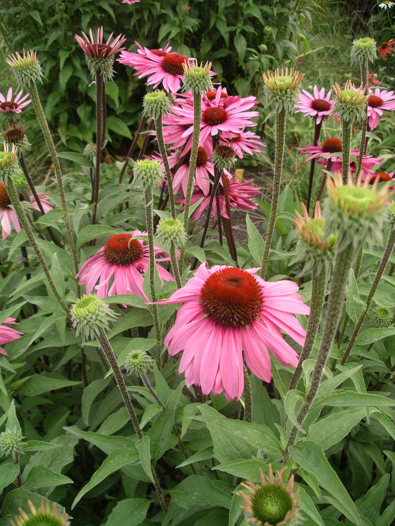 Echinacea Merlot - 1 Gallon