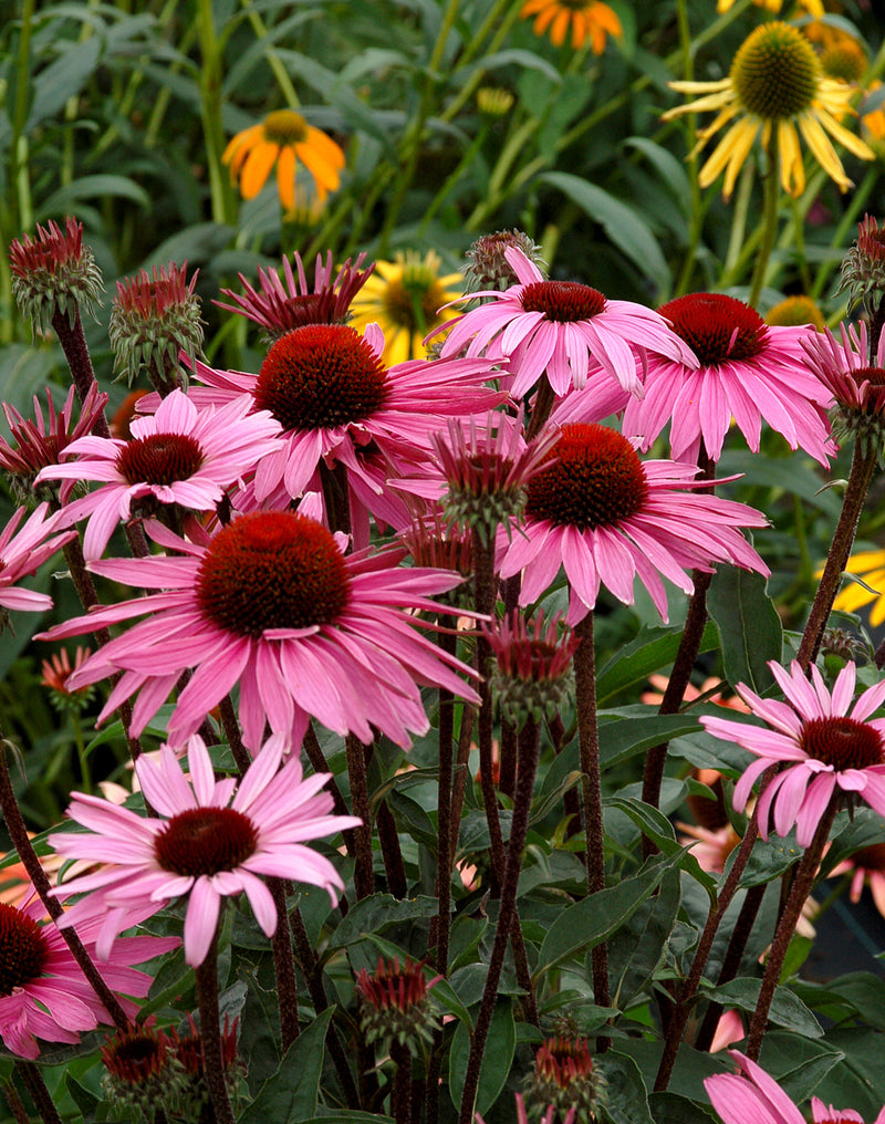 Echinacea Merlot - 1 Gallon