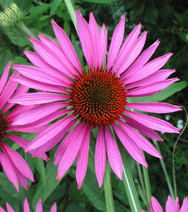 Echinacea Pica Bella - 1 Gallon
