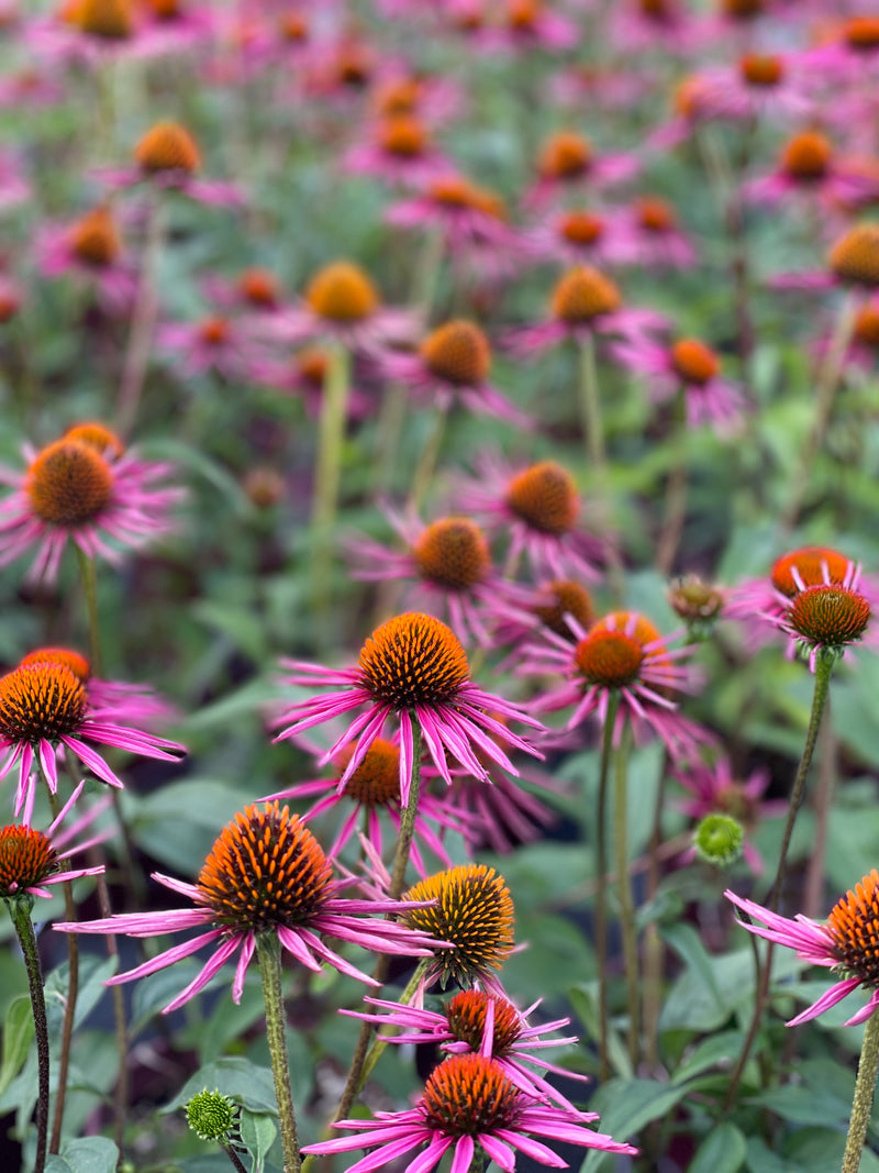 Echinacea Pica Bella - 1 Gallon